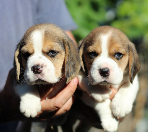 2-beagle-puppies-in-los-angeles-ca-big-2