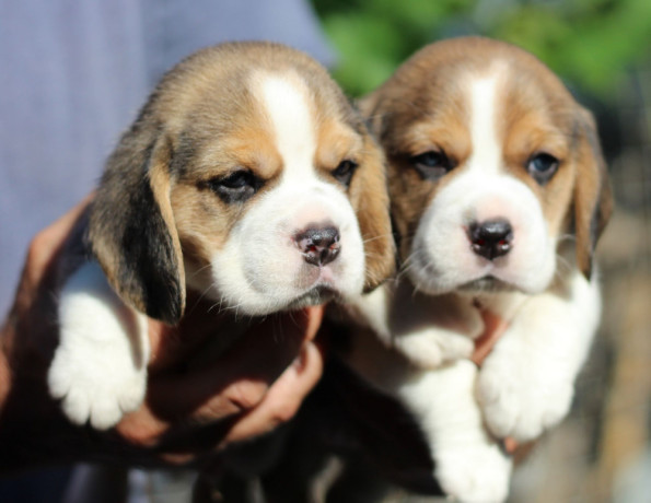 2-beagle-puppies-in-los-angeles-ca-big-1