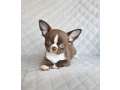 chocolate-chihuahua-boy-small-5