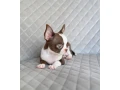 chocolate-chihuahua-boy-small-4