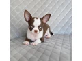 chocolate-chihuahua-boy-small-3