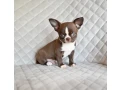 chocolate-chihuahua-boy-small-0