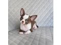 chocolate-chihuahua-boy-small-2