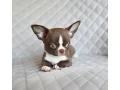 chocolate-chihuahua-boy-small-1