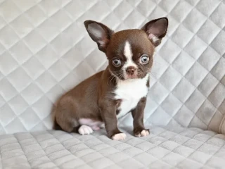 Chocolate Chihuahua boy