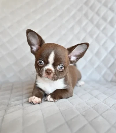 chocolate-chihuahua-boy-big-5