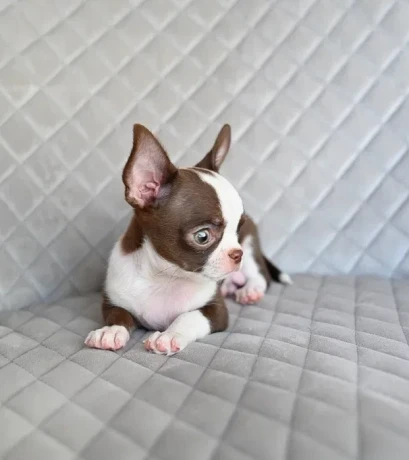 chocolate-chihuahua-boy-big-4