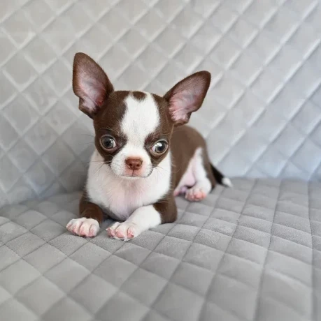 chocolate-chihuahua-boy-big-3