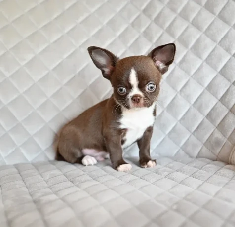 chocolate-chihuahua-boy-big-0