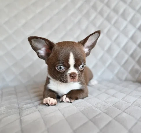 chocolate-chihuahua-boy-big-1