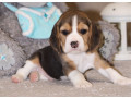 beagle-puppy-in-denver-co-small-0