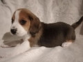 beagle-puppy-in-denver-co-small-1