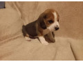 beagle-puppy-in-denver-co-small-3