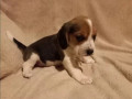 beagle-puppy-in-denver-co-small-2