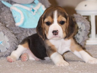 Beagle puppy in Denver, CO