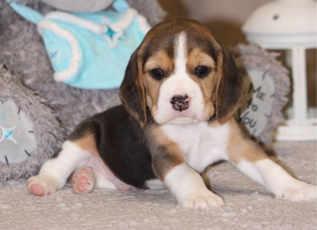 beagle-puppy-in-denver-co-big-0