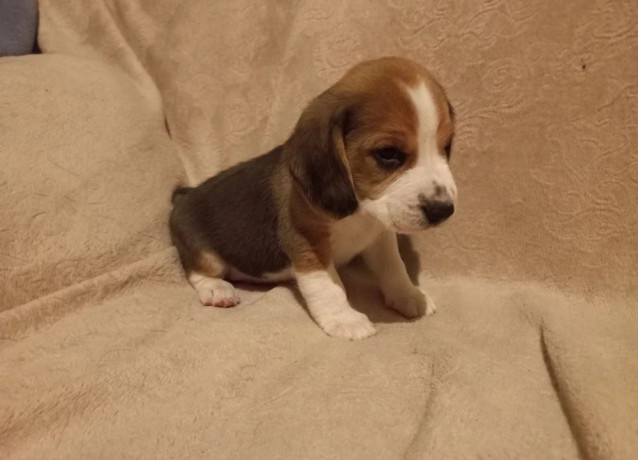 beagle-puppy-in-denver-co-big-3