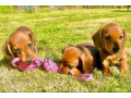 dachshund-puppies-for-sale-in-tacoma-wa-small-3