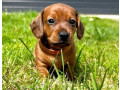 dachshund-puppies-for-sale-in-tacoma-wa-small-1