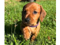 dachshund-puppies-for-sale-in-tacoma-wa-small-2