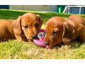 dachshund-puppies-for-sale-in-tacoma-wa-small-0