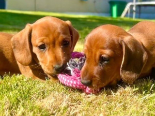 Dachshund puppies for sale in Tacoma, WA