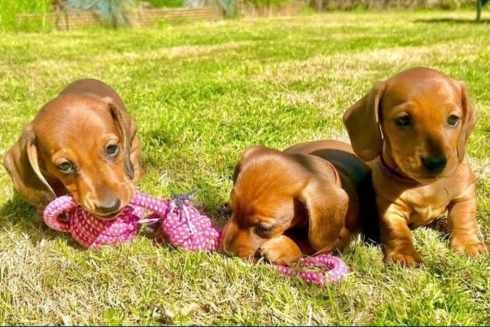 dachshund-puppies-for-sale-in-tacoma-wa-big-3