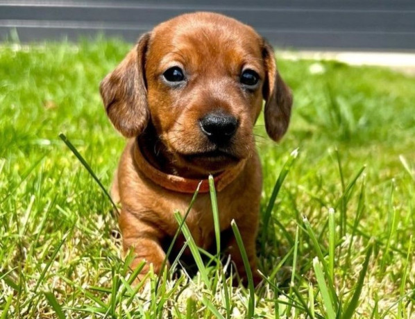 dachshund-puppies-for-sale-in-tacoma-wa-big-1