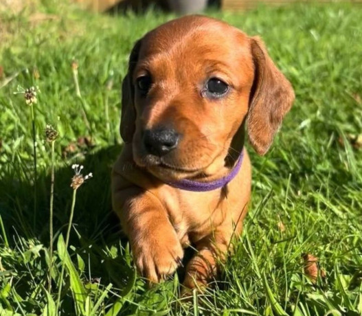 dachshund-puppies-for-sale-in-tacoma-wa-big-2