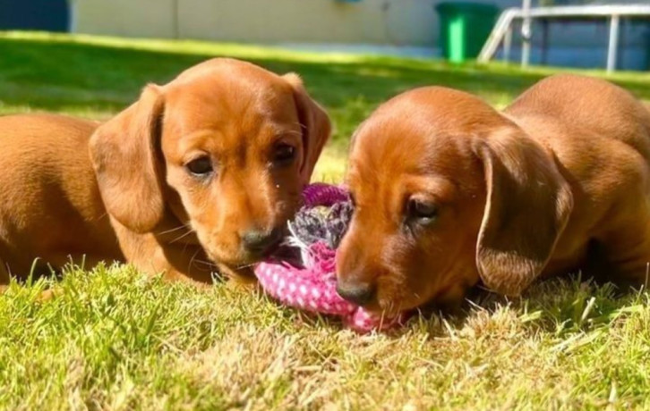 dachshund-puppies-for-sale-in-tacoma-wa-big-0