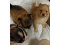 pomeranian-spitz-puppies-for-sale-in-marion-in-small-0