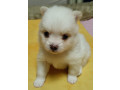 pomeranian-spitz-puppies-for-sale-in-marion-in-small-1