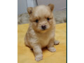 pomeranian-spitz-puppies-for-sale-in-marion-in-small-2