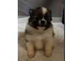 pomeranian-spitz-puppies-for-sale-in-marion-in-small-4