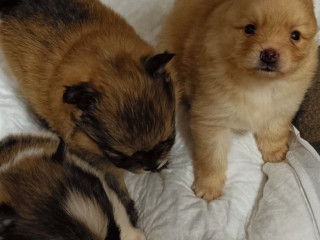 Pomeranian Spitz Puppies for Sale in Marion, IN