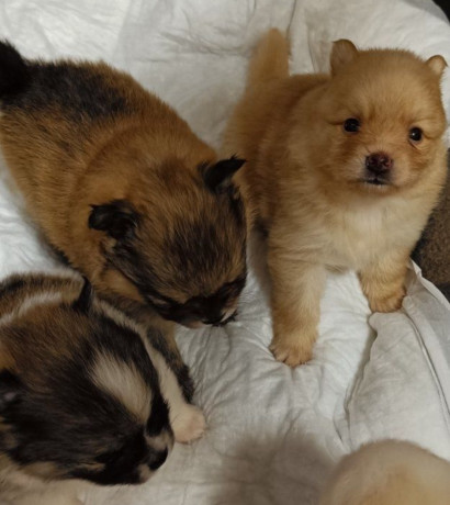 pomeranian-spitz-puppies-for-sale-in-marion-in-big-0