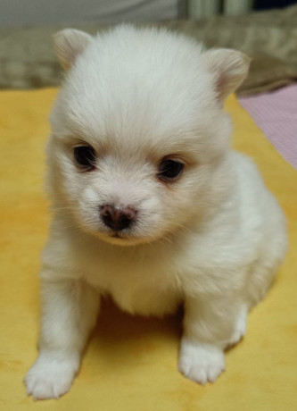 pomeranian-spitz-puppies-for-sale-in-marion-in-big-1