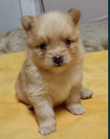 pomeranian-spitz-puppies-for-sale-in-marion-in-big-2