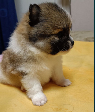 pomeranian-spitz-puppies-for-sale-in-marion-in-big-3