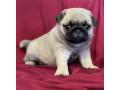 pug-puppy-male-2-month-old-in-great-falls-mt-small-4