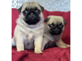 pug-puppy-male-2-month-old-in-great-falls-mt-small-3