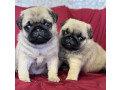 pug-puppy-male-2-month-old-in-great-falls-mt-small-0