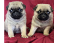 pug-puppy-male-2-month-old-in-great-falls-mt-small-2