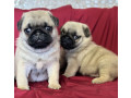 pug-puppy-male-2-month-old-in-great-falls-mt-small-1