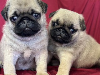 Pug puppy, male, 2 month old in Great Falls, MT.