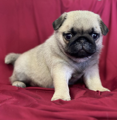 pug-puppy-male-2-month-old-in-great-falls-mt-big-4