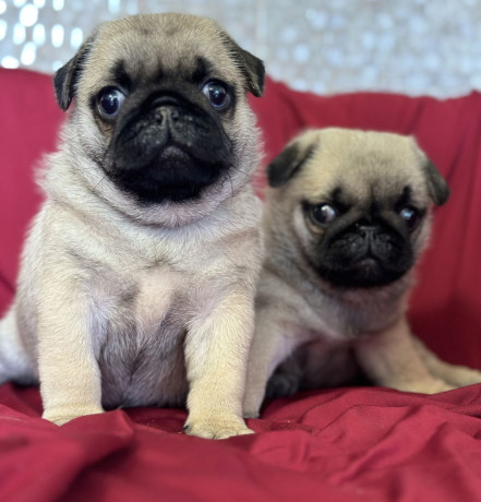 pug-puppy-male-2-month-old-in-great-falls-mt-big-3