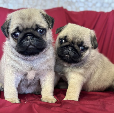 pug-puppy-male-2-month-old-in-great-falls-mt-big-0