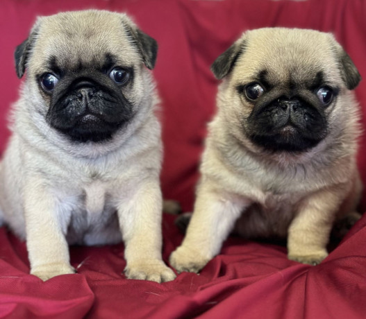 pug-puppy-male-2-month-old-in-great-falls-mt-big-2