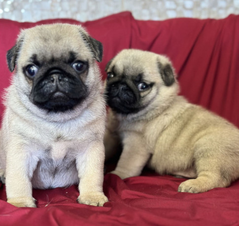 pug-puppy-male-2-month-old-in-great-falls-mt-big-1